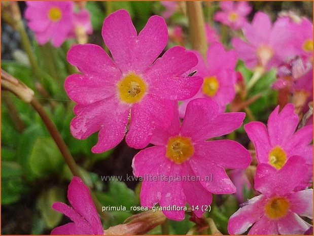 Primula rosea 'Grandiflora' | Sleutelbloem