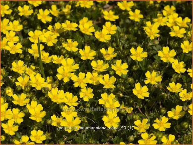 Potentilla neumanniana &#39;Nana&#39; | Voorjaarsganzerik, Ganzerik | Frühlings-Fingerkraut