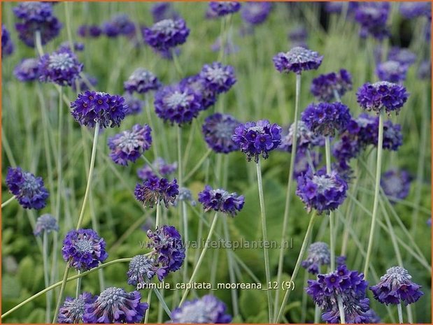 Primula capitata mooreana | Sleutelbloem