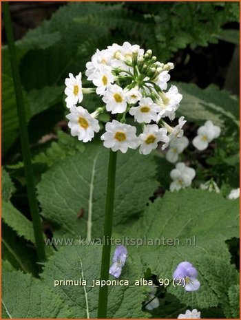 Primula japonica 'Alba' | Sleutelbloem, Etageprimula, Japanse sleutelbloem