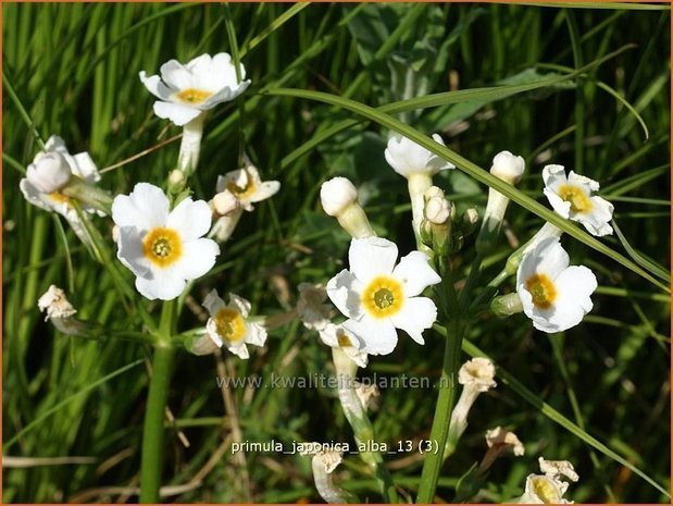 Primula japonica 'Alba' | Sleutelbloem, Etageprimula, Japanse sleutelbloem