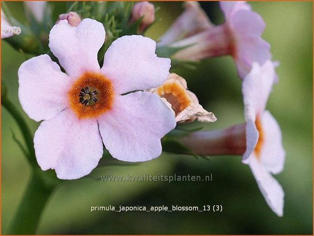 Primula japonica 'Apple Blossom' | Sleutelbloem, Etageprimula, Japanse sleutelbloem