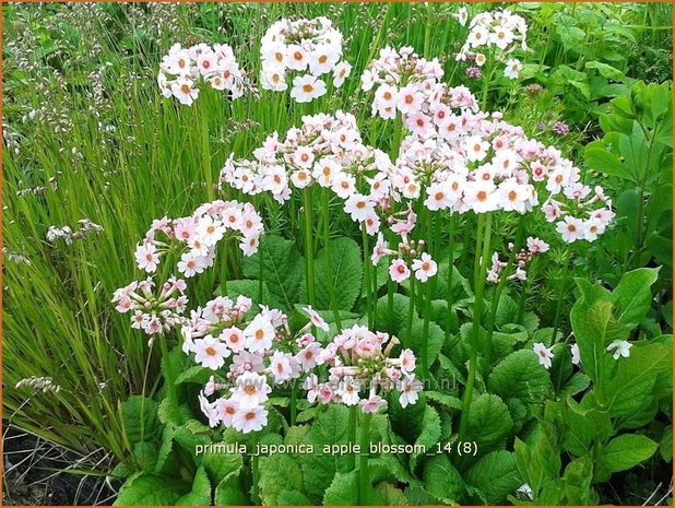 Primula japonica 'Apple Blossom' | Sleutelbloem, Etageprimula, Japanse sleutelbloem