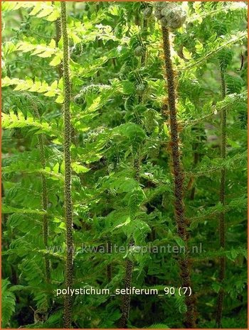 Polystichum setiferum | Zachte naaldvaren, Naaldvaren | Filigranfarn