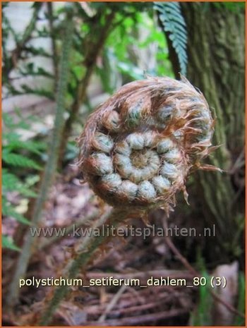 Polystichum setiferum 'Dahlem' | Zachte naaldvaren