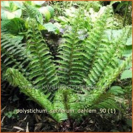 Polystichum setiferum 'Dahlem' | Zachte naaldvaren
