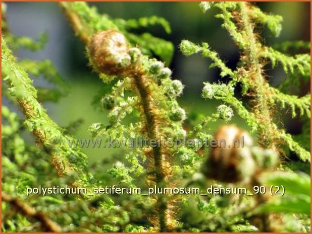Polystichum setiferum 'Plumosum-densum' | Zachte naaldvaren