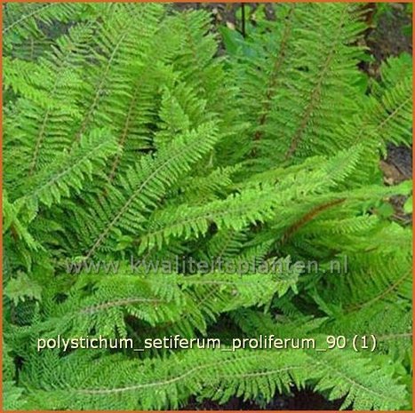 Polystichum setiferum 'Proliferum' | Zachte naaldvaren