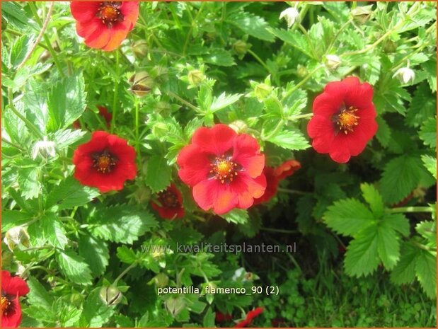Potentilla 'Flamenco' | Vijfvingerkruid, Ganzerik
