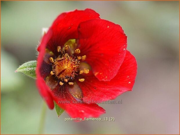 Potentilla 'Flamenco' | Vijfvingerkruid, Ganzerik