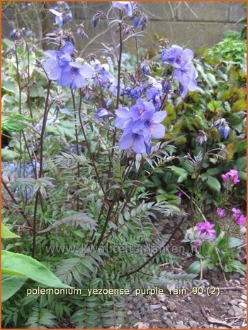 Polemonium yezoense 'Purple Rain' | Jacobsladder