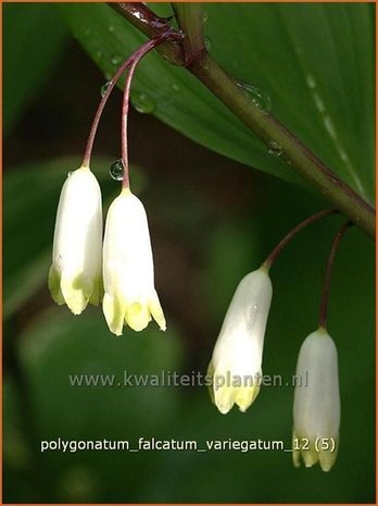 Polygonatum falcatum 'Variegatum' | Salomonszegel