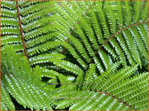 Polystichum aculeatum | Stijve naaldvaren, Naaldvaren | Dorniger Schildfarn | Hard Shield Fern