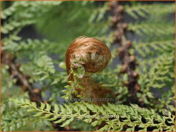 Polystichum polyblepharum | Naaldvaren