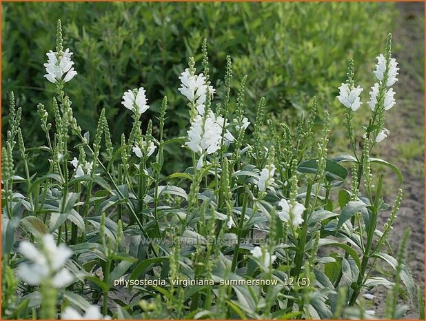 Physostegia virginiana &#39;Summer Snow&#39; | Scharnierbloem | Gelenkblume