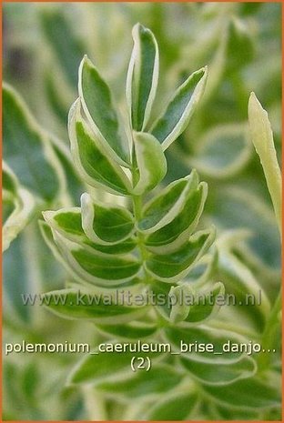 Polemonium caeruleum 'Brise d'Anjou' | Jacobsladder