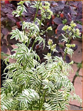 Polemonium caeruleum 'Brise d'Anjou' | Jacobsladder