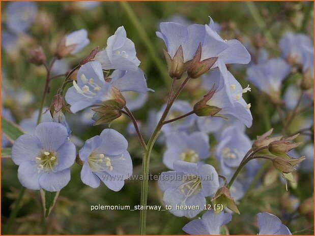 Polemonium 'Stairway to Heaven' | Jacobsladder