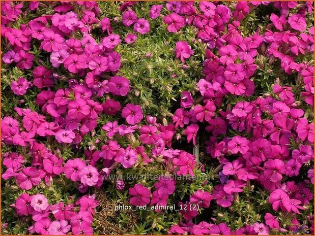 Phlox 'Red Admiral' | Vlambloem, Kruipphlox