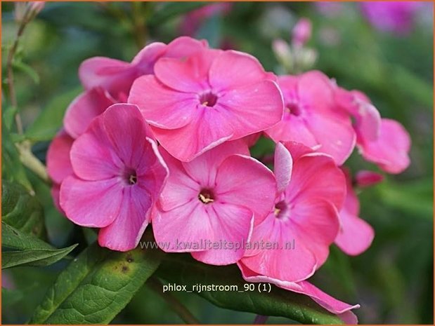 Phlox 'Rijnstroom' | Vlambloem