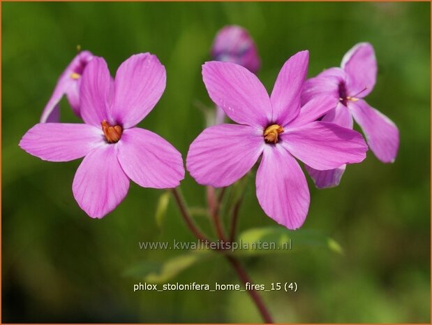 Phlox stolonifera 'Home Fires' | Vlambloem, Flox, Floks