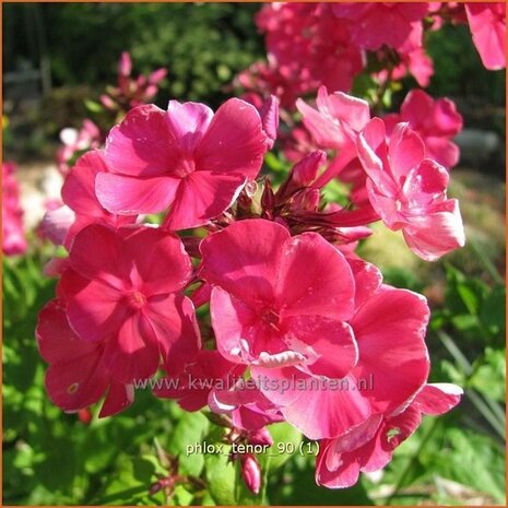 Phlox 'Tenor' | Vlambloem