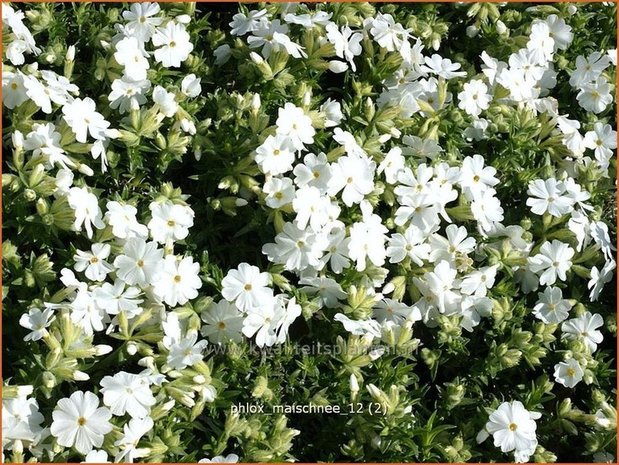 Phlox 'Maischnee' | Vlambloem, Kruipphlox