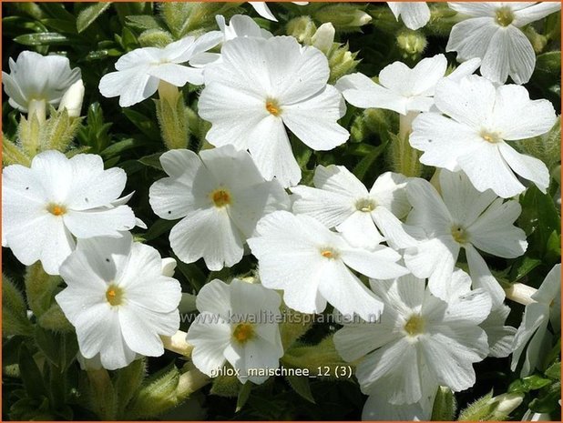 Phlox 'Maischnee' | Vlambloem, Kruipphlox