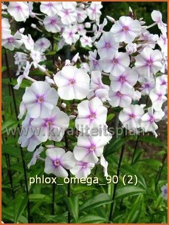 Phlox 'Omega' | Vlambloem