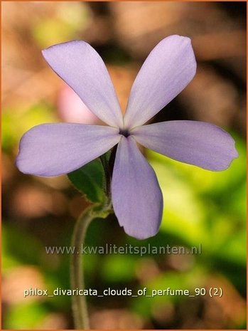 Phlox divaricata 'Clouds of Perfume' | Vlambloem, Voorjaarsvlambloem