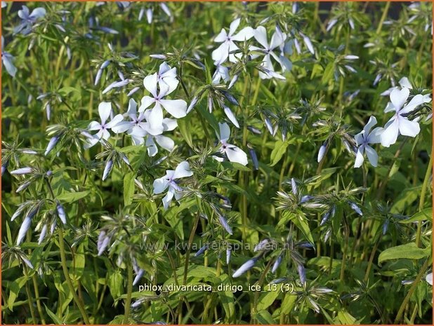 Phlox divaricata 'Dirigo Ice' | Vlambloem, Voorjaarsvlambloem