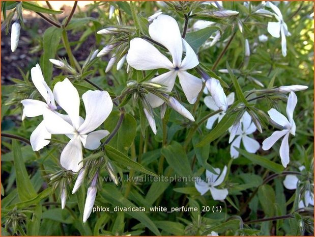 Phlox divaricata 'White Perfume' | Voorjaarsvlambloem, Vlambloem, Flox, Floks | Wald-Flammenblume