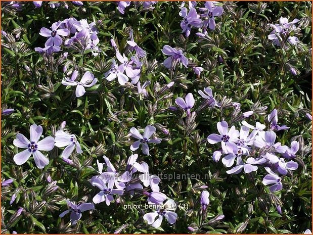 Phlox 'Benita' | Vlambloem, Kruipphlox