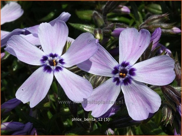 Phlox 'Benita' | Vlambloem, Kruipphlox