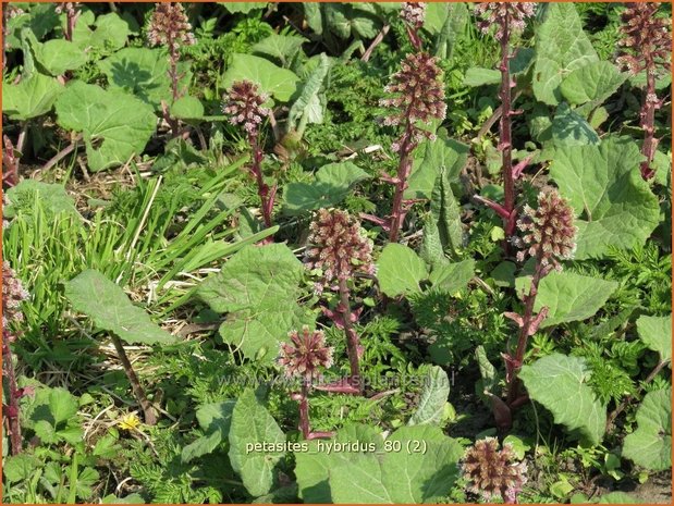 Petasites hybridus | Groot hoefblad, Allemansverdriet, Pestwortel, Hoefblad | Gewöhnliche Pestwurz