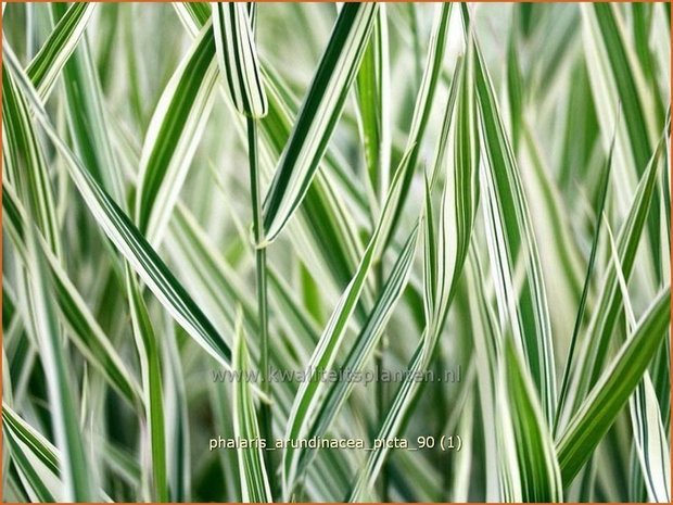 Phalaris arundinacea 'Picta' | Rietgras, Kanariegras