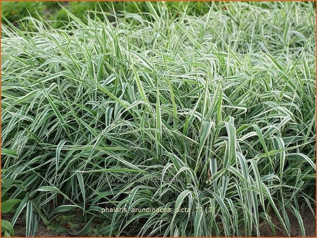 Phalaris arundinacea 'Picta' | Rietgras, Kanariegras