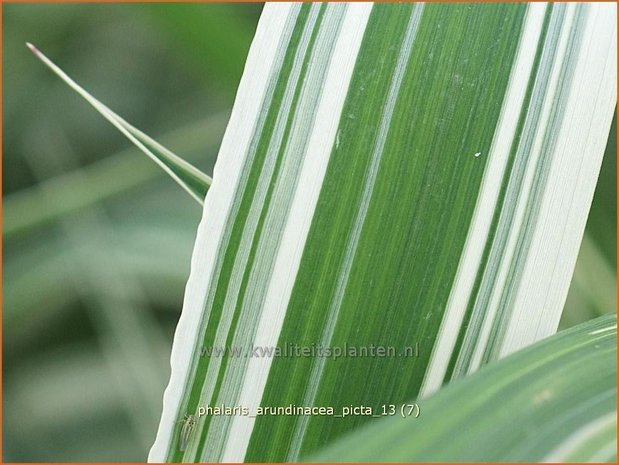 Phalaris arundinacea 'Picta' | Rietgras, Kanariegras