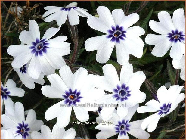 Phlox 'Bavaria' | Vlambloem, Kruipphlox