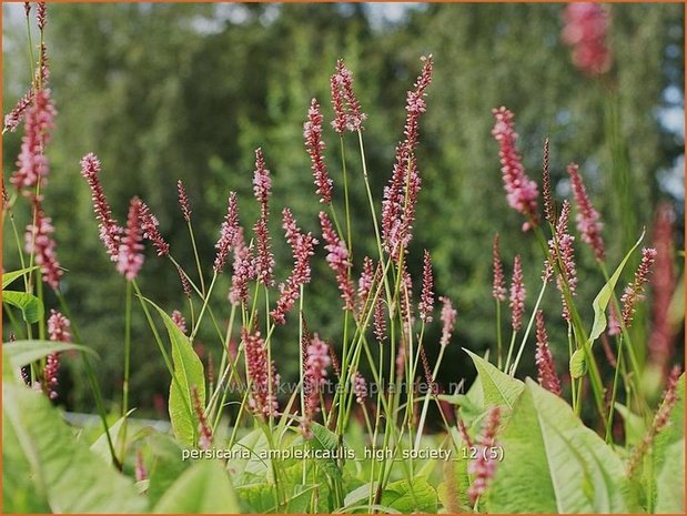 Persicaria amplexicaulis 'High Society' | Duizendknoop, Adderwortel