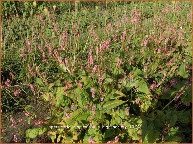 Persicaria amplexicaulis 'High Society' | Duizendknoop, Adderwortel