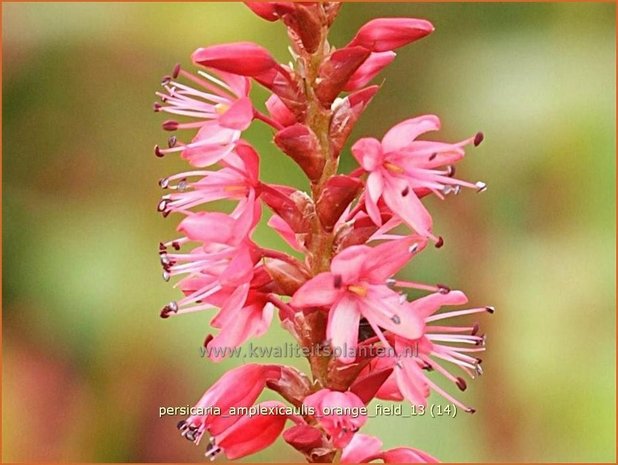 Persicaria amplexicaulis 'Orange Field' | Duizendknoop, Adderwortel