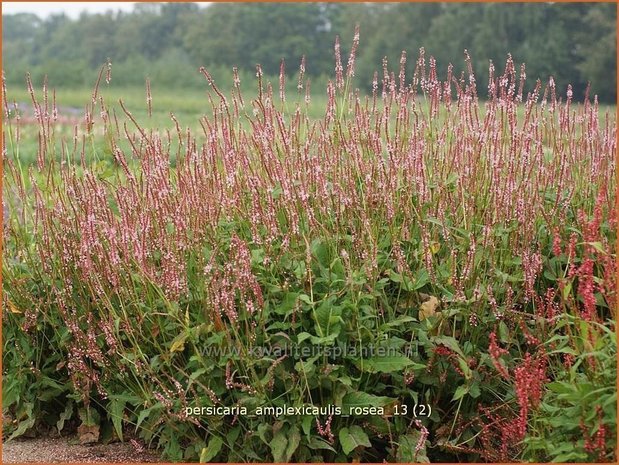 Persicaria amplexicaulis 'Rosea' | Duizendknoop, Adderwortel