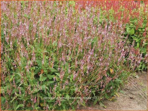 Persicaria amplexicaulis 'Rosea' | Duizendknoop, Adderwortel