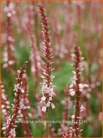 Persicaria amplexicaulis 'Rosea' | Duizendknoop, Adderwortel