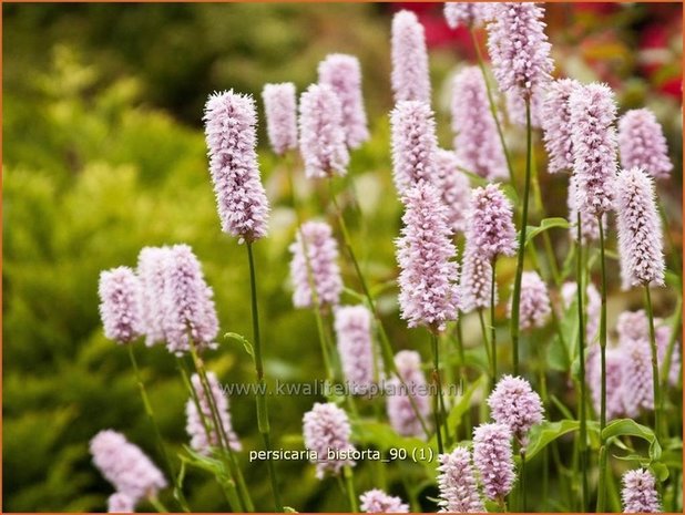 Persicaria bistorta | Duizendknoop, Adderwortel
