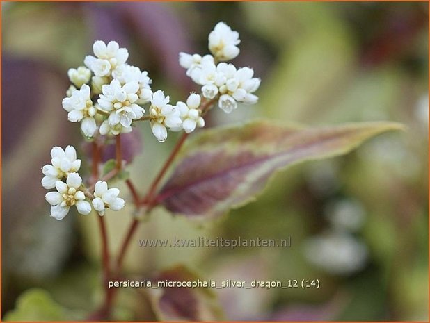 Persicaria microcephala 'Silver Dragon' | Duizendknoop, Adderwortel