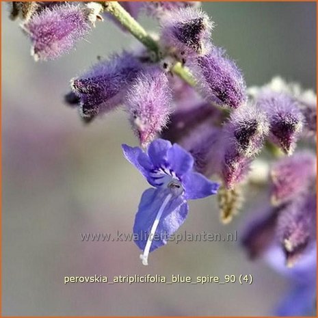 Perovskia atriplicifolia 'Blue Spire' | Russische salie, Blauwspirea, Reuzenlavendel