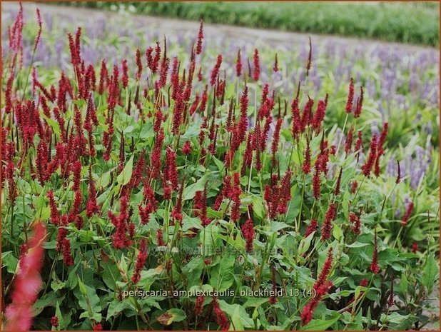 Persicaria amplexicaulis 'Blackfield' | Doorgroeide duizendknoop, Adderwortel, Duizendknoop | Kerzenknöter