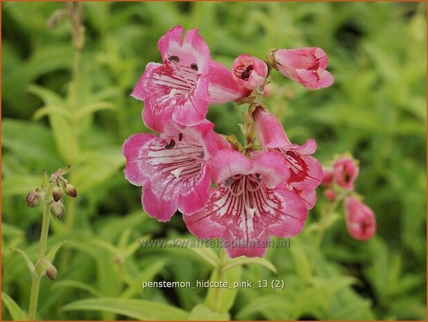 Penstemon 'Hidcote Pink' | Schildpadbloem, Slangenkop